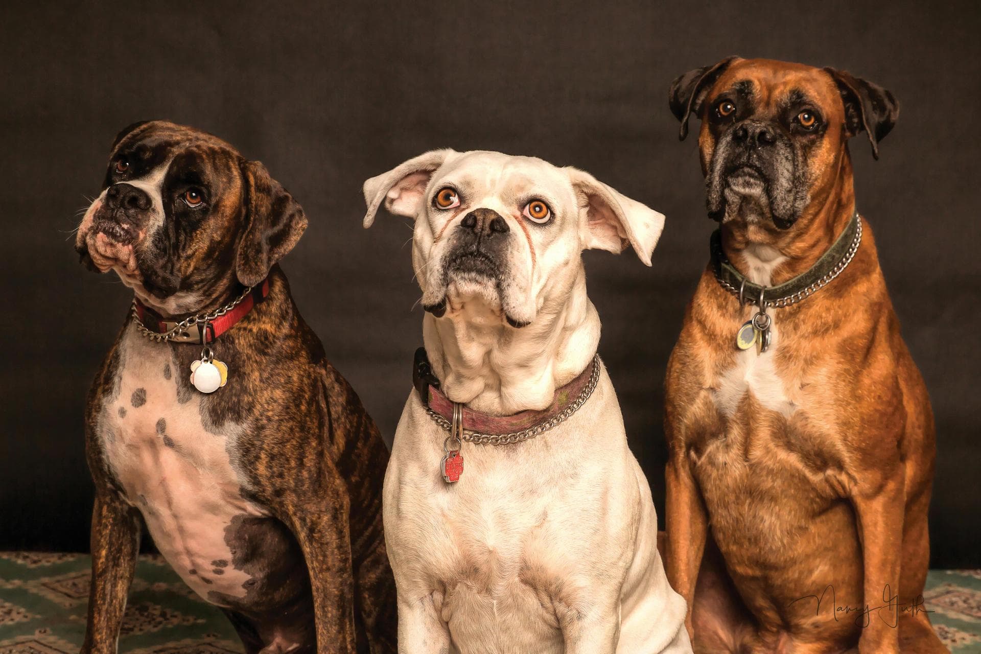 Best Vets in Jackson